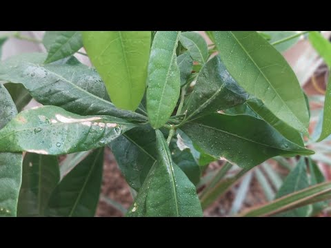 Видео: Пахира Акватика посадка уход за растением