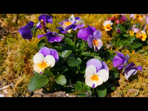 Видео: Весенний Сад Оживает С Восхитительными Цветами