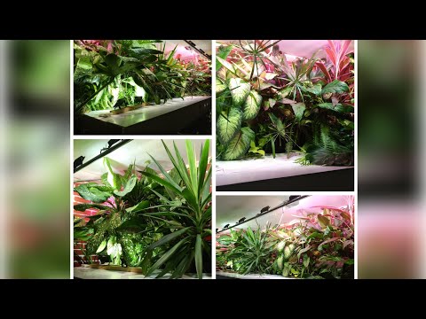 Видео: растения для фитофильтра (уход и содержание)