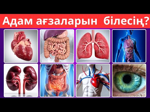 Видео: Сен адам ағзаларын қаншалықты білесің 🧠 Тесттен өт!