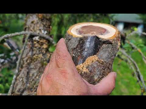 Видео: восстановление старого сада часть 2