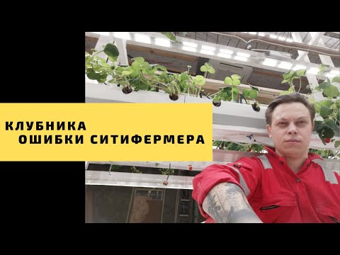 Видео: Как выращивать клубнику круглый год? Основные ошибки.