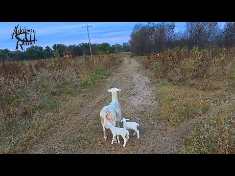 Видео: МЫ ЯГНЯТ... ПОМОГИТЕ!