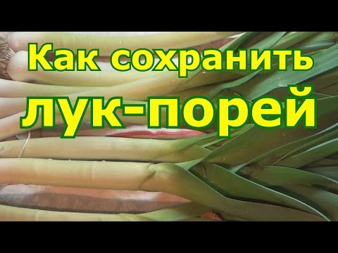 Видео: Как сохранить лук порей зимой в домашних условиях. Разные способы хранения лука порея