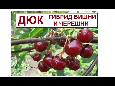 Видео: Дюк. Посадка