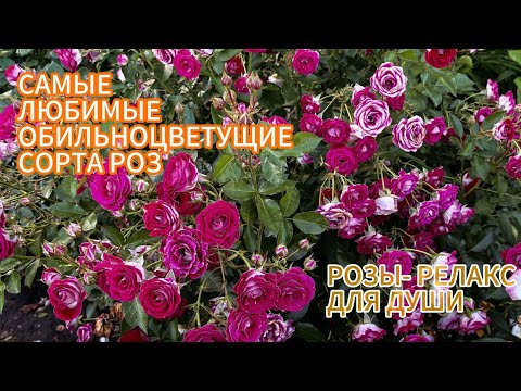 Видео: Розы. Любимые и обильноцветущие сорта