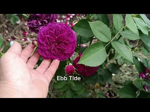 Видео: Перша хвиля цвітіння 2025. Ч. 3. @TroyandiOleksandri