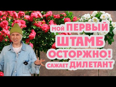 Видео: Мой первый штамб в жизни! Посылка из питомника розанутые. Посадка штамба. #всемсад #распаковкароз