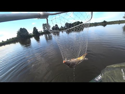 Видео: Как много наловить карпа в жару! летом!!