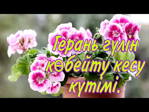 Видео: Герань гүлінің күтімі көбеюі. Геранды кесу. Гүлдер әлемі. Үй гүлдерінің күтімі.