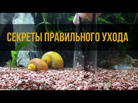 Видео: Как чистить аквариум. Сифонка грунта, подмена воды