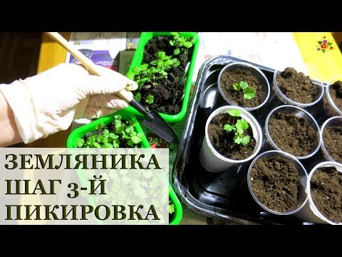 Видео: Земляника из семян. Пикировка / Секреты пересадки земляники