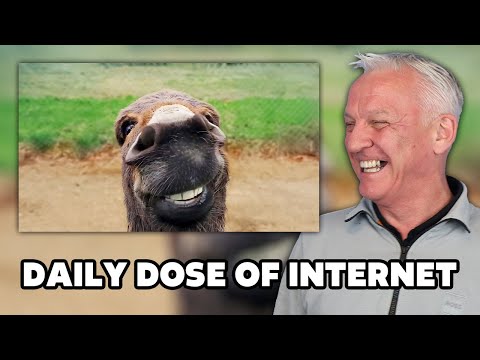 Видео: САМЫЕ СМЕШНЫЕ ВИДЕО С ЖИВОТНЫМИ ЗА ВСЮ ЖИЗНЬ | РЕАКЦИЯ ОФИСНЫХ ПАРНЕЙ!!