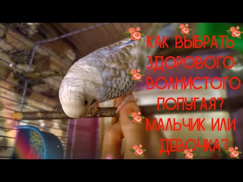Видео: Как выбрать ЗДОРОВОГО Волнистого попугая? Как определить пол волнистого попугая? Самец или самка?