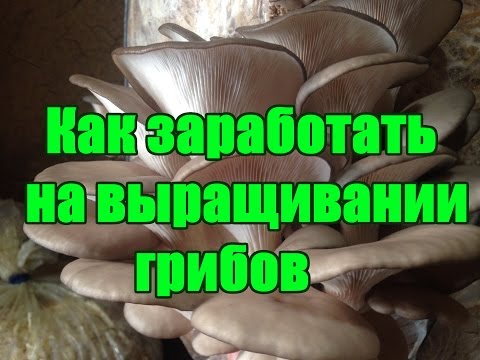 Видео: КАК ЗАРАБОТАТЬ НА ВЫРАЩИВАНИИ ГРИБОВ (ВЕШЕНКА)