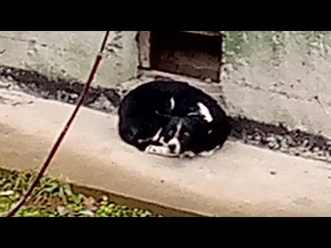 Видео: Бросили собаку , которая прожила с хозяевами 3 года.....