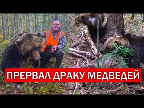 Видео: Я охотился на медведя с лайками. ПРЕРВАЛ ДРАКУ МЕДВЕДЕЙ. Охота на медведя 2025.