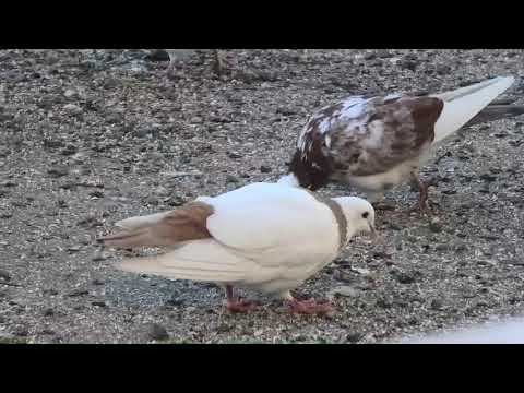 Видео: Тренировка голубей!