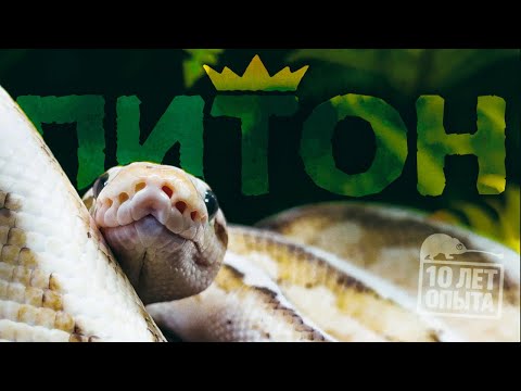 Видео: Содержание королевских питонов. 10 лет опыта PANTERIC