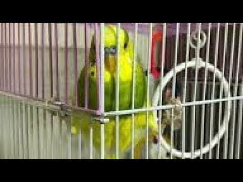 Видео: Наші пташки покарані,наробили шкоди!!!