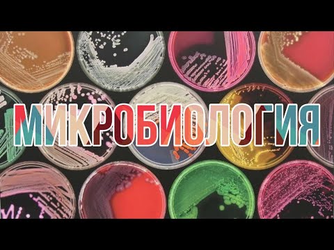 Видео: МИКРОБИОЛОГИЯҒА КІРІСПЕ