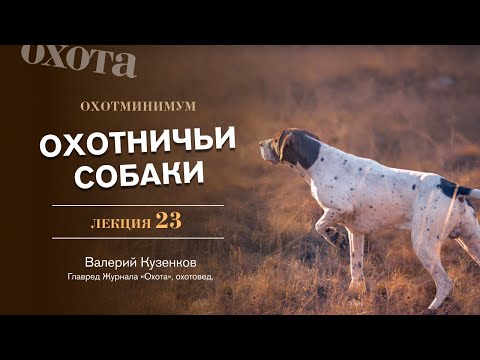 Видео: Охотминимум. Лекция 23. Охотничьи собаки. Лекция эксперта-охотоведа