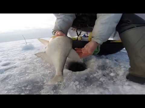 Видео: Техника игры кивка и мормышки  по закормленным лункам. От Юрия Философа. Маныч 2017 год.