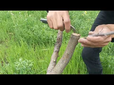Видео: Алма кыйыштыруу