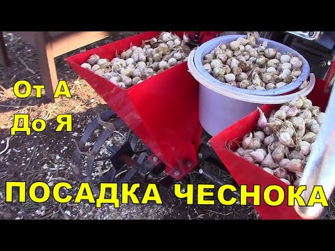 Видео: Легко и просто! Посадка чеснока осенью. Все этапы