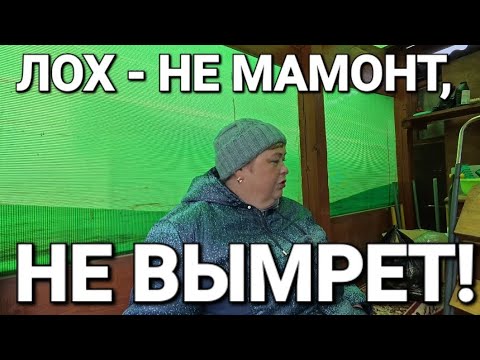 Видео: Обзор от 1 ноября 2025 года. Дачные работы.