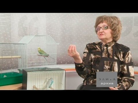 Видео: Амадины — не игрушка