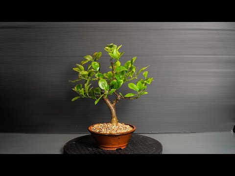 Видео: Бонсай Мандарин обрезка и пересадка (дерево 9 – часть 1)