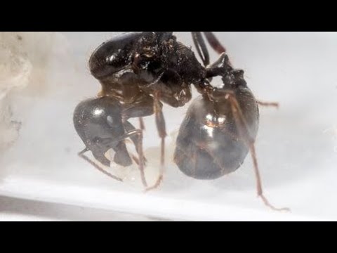 Видео: Как помочь колонии если умерла королева? (Не очень вышло 😞) 