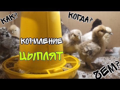 Видео: Кормление цыплят(китайские шёлковые)  в первые дни жизни! ОТ А ДО Я . ОТВЕТЫ НА ВСЕ ВОПРОСЫ.