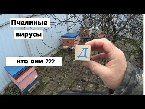 Видео: Вирусы пчёл.