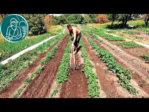 Видео: Не делайте это с вилами и граблями если не нужен культиватор-рыхлитель в посадках картофеля