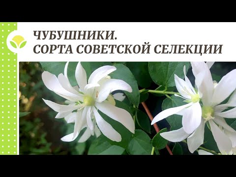 Видео: Чубушники. Сорта советской селекции