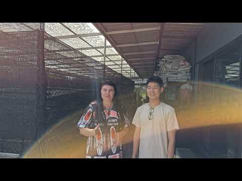 Видео: Садовник Аглаонем в Бангкоке.