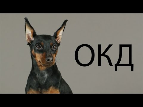 Видео: Подготовка к ОКД цвергпинчер Черри!