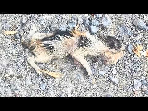 Видео: «Спасите меня! Я ещё жива!» Мяу котёнка — отчаянный зов о помощи