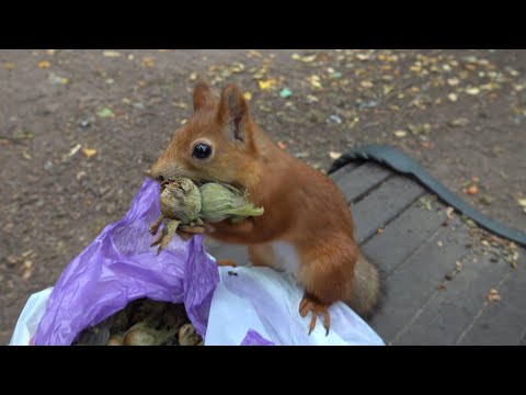 Видео: Белки. Начало дня. Зарисовка / Squirrels. The beginning of the day. The sketch
