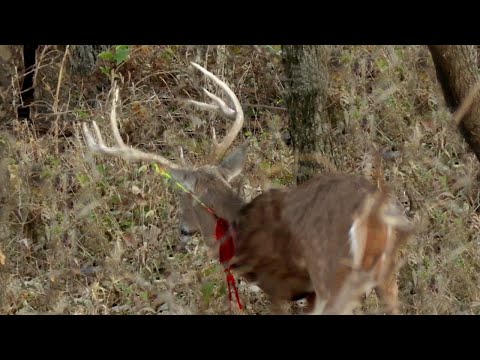 Видео: Не попал в 20! Выстрел с 5 ярдов по канзасскому оленю! Самостоятельная охота с луком