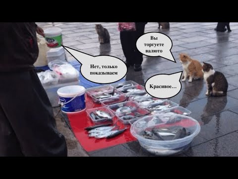 Видео: Птичий рынок и блошинка Челябинска после Нового года 2025