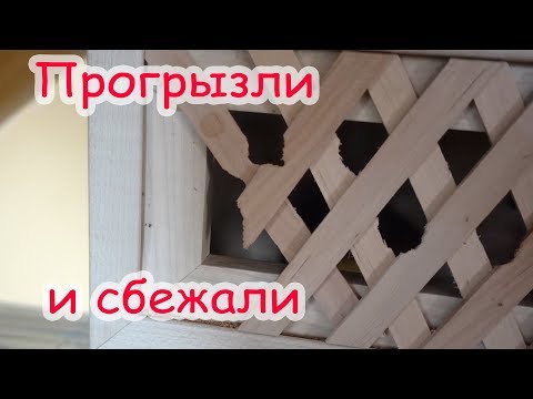Видео: Большой закуп в ЗООМАГАЗИНЕ. Пропали Лучик и Лаки...