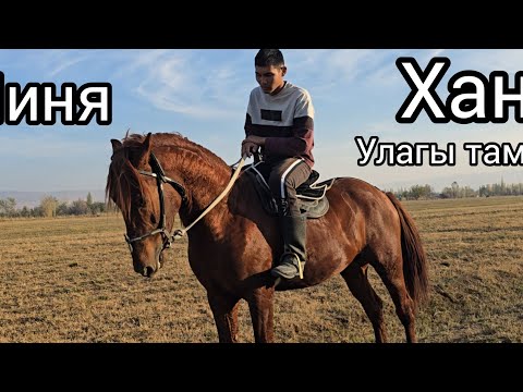 Видео: Бүгүн 31 октября 2025 Таза Линя Хан Сатуга чыкты Чыкты #атбазар #жылкыбазар 