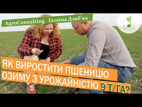 Видео: Озима пшениця.  Інтенсивна технологія вирощування. Експертні поради дає агроном Ярослав Бай