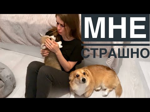 Видео: ПЕРВАЯ НОЧЬ С ЩЕНКОМ ДОМА/ Таффи напал на Сэдди/ ВЛОГ