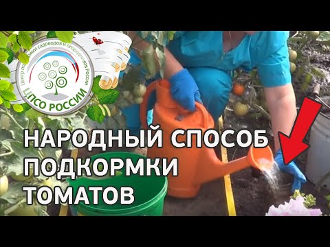 Видео: Подкормка томатов йодом. Подкормка томата народными средствами.