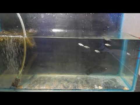 Видео: Завершение эпопеи с морской моллинезией.