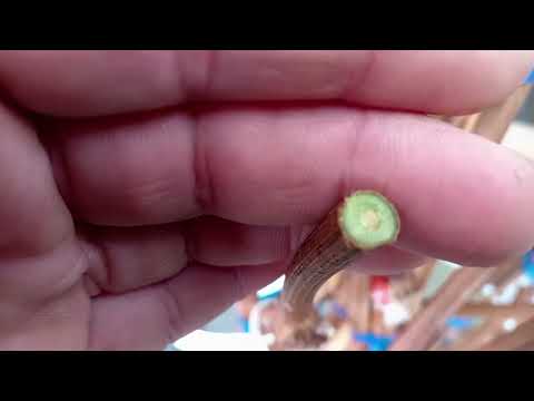 Видео: Виноград в Приморском Крае 🍇Завозные черенки и даже саженцы 🍇🍇🍇Хлам❗И вот по чему ☝️